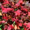 Redpointe Red Maple #10 - Image 2